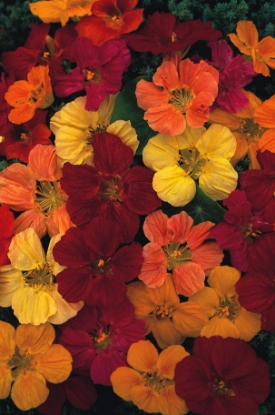 Picture of Nasturtium Tom Thumb Series - Choice Mixed